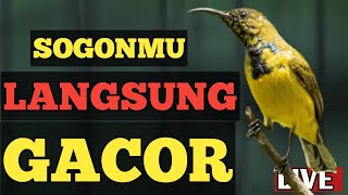 🔴 SOGONMU LANGSUNG GACOR, PANCINGAN SOGON AMPUH BIKIN GACOR