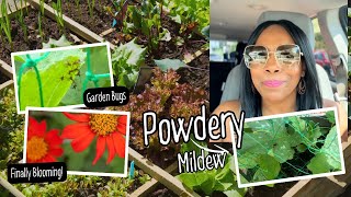 NEW| GARDEN UPDATE| STARTING AQUA THERAPY| 🌩️THUNDERSTORMS #powderymildew #aquatherapy #stormwatch