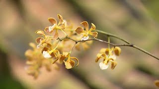 O cultivo de orquídeas - Plantio de orquídeas - Dicas e Informações