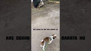 🐶Coco Ne Ox 🐂 Ko Daraya 🤣 #puppy #ytshorts #youtube #viralvideo #viral #vlog #youtubevideo