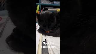 Spoiled Cat Would Rather Sleep On The Bacon Than Eat It