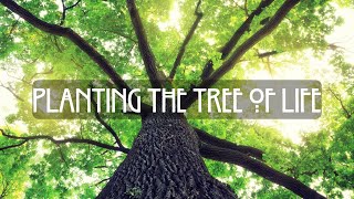 Planting the Tree of Life in the Grove (Guided Meditation)