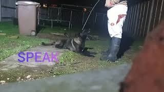 Belgian malinois puppy on obedience #belgianmalinois #dogtraining #puppytraining #spikethewduk