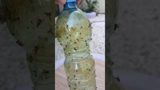 تخلص من البعوض  Get rid of mosquitoes मच्छरों से छुटकारा पाएं 赶走蚊子 #shorts