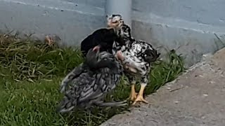 #Asil #Küken vs. Zwerg Rheinländer Küken / #Aseel #chicks #gamefowl  vs. Rheinländer bantam chicks.