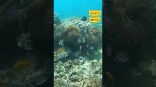 Simplemente haciendo snorkel en la playa ya verás mucha fauna marina #travel #zanzibar #short