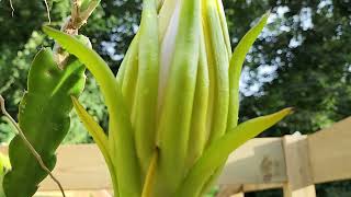 Dragon Fruit Flower Bud - Update 5: 13 days (Flower Showing)