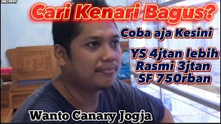 Wanto Canary Jogja | YS, SF, Rasmi Ready‼️ Stok Kenari Bagus Ada Disini