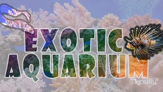 Exotic Aquarium | Final Part