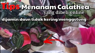 6 Tips Menanam Calathea yang dibeli Online || dijamin tumbuh, daun tidak kering atau menggulung