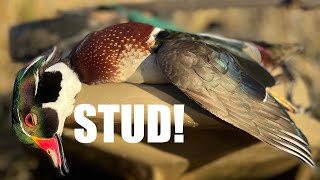 STUD Wood Duck | Louisiana Duck Hunting