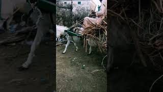 #viralvideo A farmer used to Donkeycort ,take things field to home ,