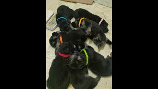 German Shepherd 1st litter 7 puppies