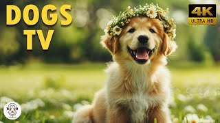 Soothing Music For Dogs To Calm Down, Relax & Sleep | Dog Music Therapy Calming Aid For Relaxation