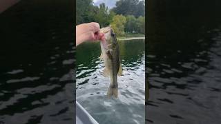 Nice bass on a curly tail jig