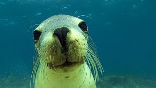 Buceo con lobos marinos salvajes. PUERTO MADRYN. Wild Sea Lions. SubSur.