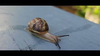 Nature's Peace and Basketball Beats: A Snail's Serene Journey with a Sporting Twist!