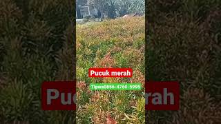 grosir pohon pucuk merah TLP wa 0856_4760_5995 #pohonpucukmerah #grosirpucukmerah