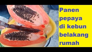 Panen pepaya di kebun belakang rumah #shorts #shortsvideo #petani #kebun #cemilansehat#subscribe