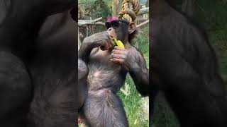 Cheeky Monkey Moments You Can't Miss!