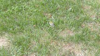 Immature female Northern Parula, New York City