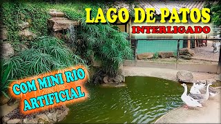 Lago dos patos - Lago de patos - Mini lago de patos - Criação de galinha de angola