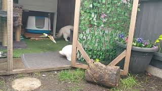 Rabbit and cats playing in the garden