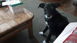 Wally the dog doesn't like it when strange noise come out of body parts, but he wants to go outside.