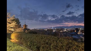 Kyoto Sakura 2022 Kodaiji Area