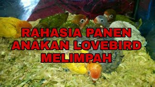 Rahasia panen anakan lovebird melimpah