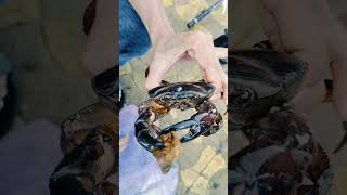 crab #fish #Amazing #fishing #jk #shorts #crab #hunting