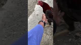 Update perkembangan Ayam Kampung di Kandang semi umbaran🐓