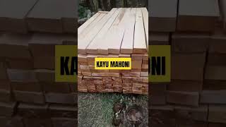 KAYU MAHONI#kayu