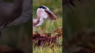 Herons are legend hunters 😯