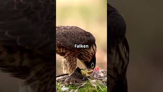 Faszinierende Fakten über Falken: Die Könige der Lüfte!  #factsofnature #tiere #facts#animals