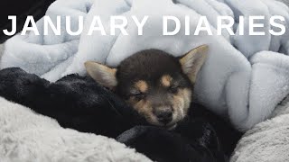 MONTHLY VLOG: january diaries! food, friends + adopting a new dog