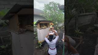 Upacara Melaspas lan Pecaruan Rsi Gana | Balinese Ceremony | Klungkung - Bali