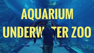 Aquarium & Underwater Zoo | Dubai Mall