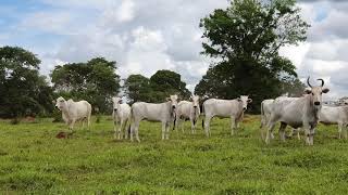 Novilhas e vacas com sangue nelore, tabapuã, marchigiana e beefalo.