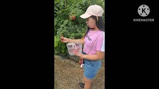 Picking Strawberry at Raspberry