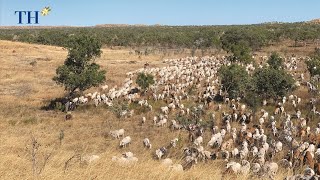 Hé lộ dự án "khủng" của Tập đoàn TH tại đất nước "chuột túi" Australia