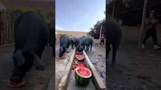 Watermelon Party for Pigs at the Farm #shorts