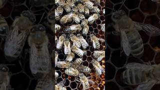 The queen bee spawning process