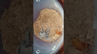 Tarantula Feeding Video 082 - Lasiodora parahybana