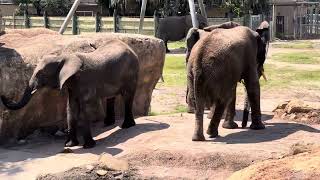 African elephants communicate through low-frequency rumbles that can travel miles.