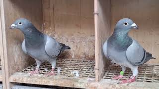 Racing hens & some stock hens