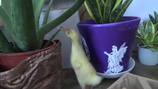 Ducklings, Outdoors - In Doors