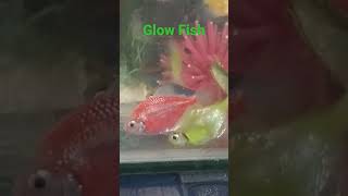 glow fish