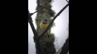 Mourning Warbler - Sax-Zim Bog