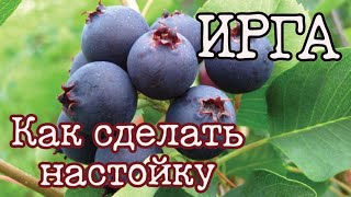 Как сделать настойку из ирги в домашних условиях. Ирга настойка / наливка